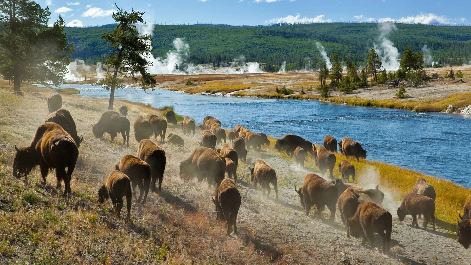 Scientists spent 6 years tracking Yellowstone's great bison migration. What they found is remarkable