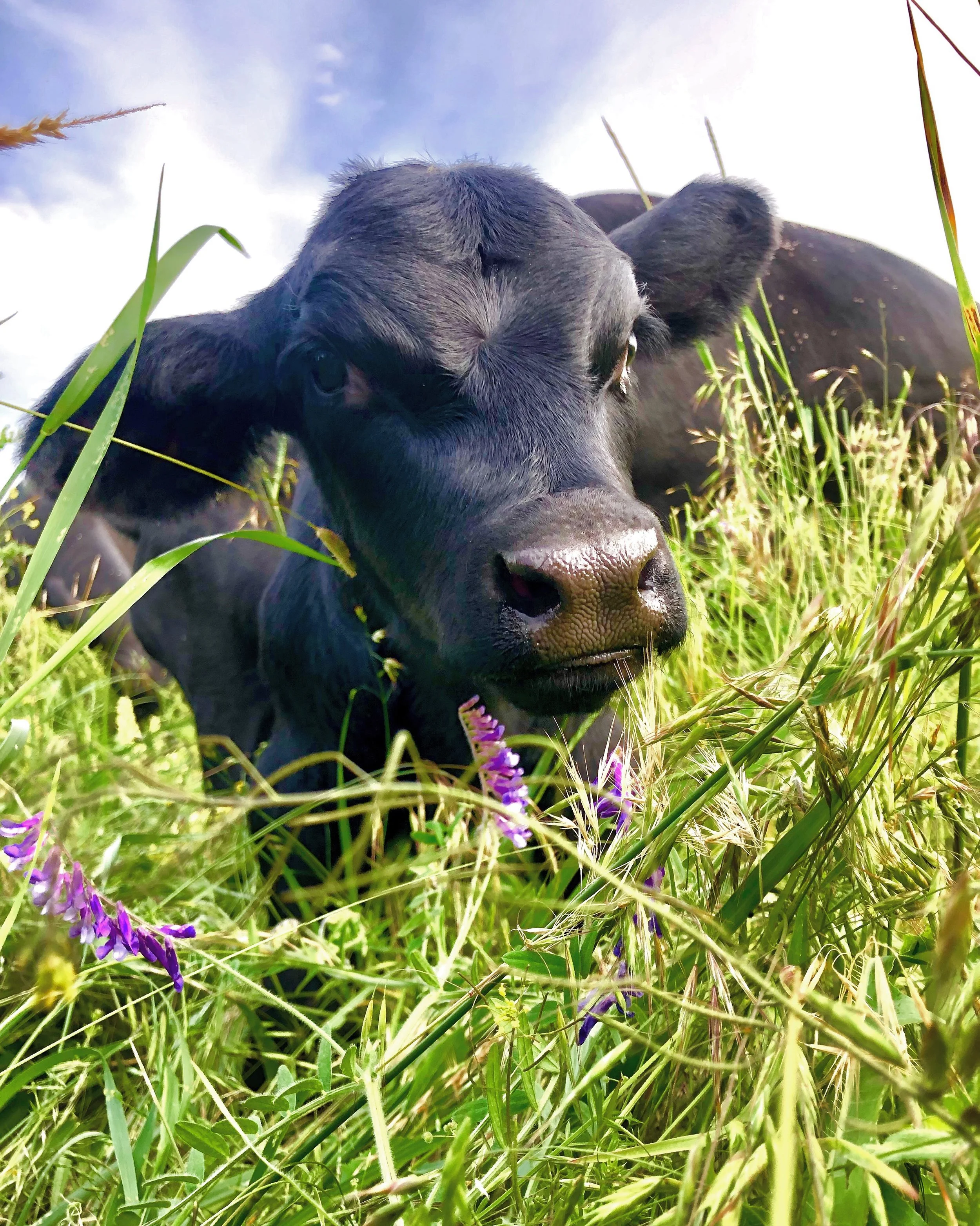 Somatics &amp; Holistic Context Workshop