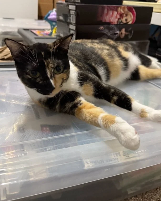 ✨🐾 Happy Tail Alert from me, Scarlett! 🐾✨

Hi friends, it&rsquo;s me &ndash; Scarlett! 💕 Once upon a time, I was left in front of Valerie&rsquo;s house (she&rsquo;s the amazing founder of United Paws Animal Rescue!) with my five sisters&hellip; al