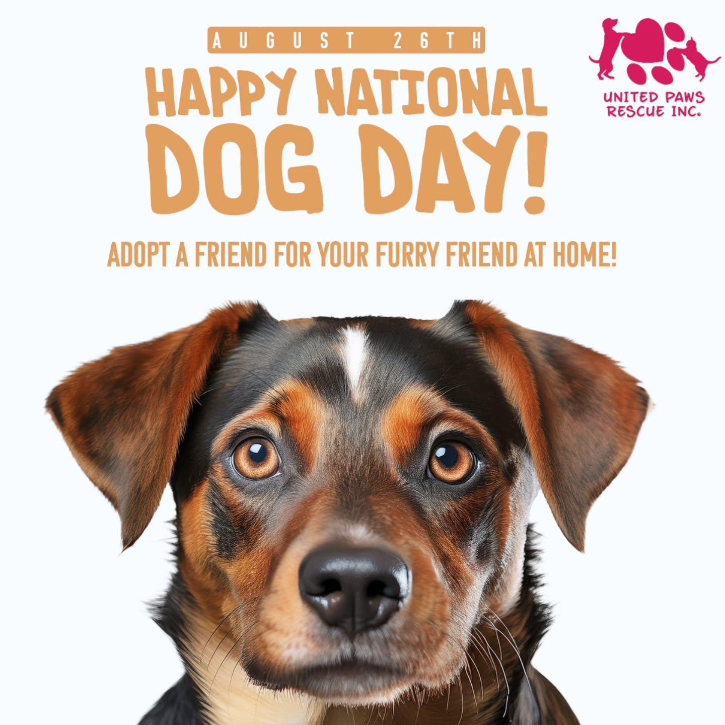 😸🐾 Pssst&hellip; it&rsquo;s us, the United Paws rescue cats! 🐾😸

Today isn&rsquo;t our holiday (we&rsquo;ll wait for National Cat Day to strut our stuff 🐈), but we couldn&rsquo;t let National Dog Day go by without giving a big purr of appreciati