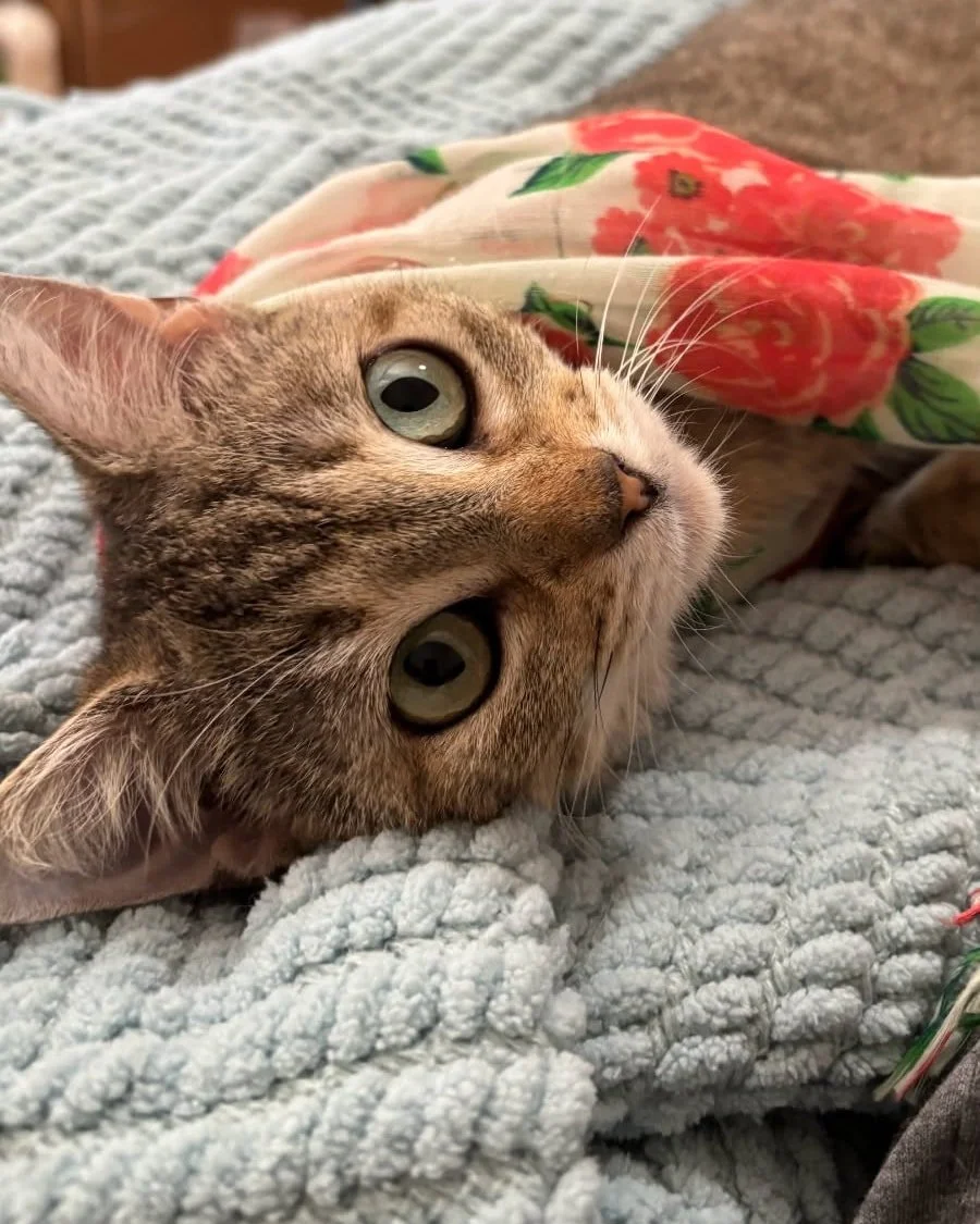 🐾 Hi friends, it&rsquo;s me, Kasey! 🐾

My journey to happiness didn&rsquo;t start out easy. One day, a Good Samaritan saw me being dumped on the side of the road with several tiny kittens. 💔 Scared, confused, and not knowing what would happen next