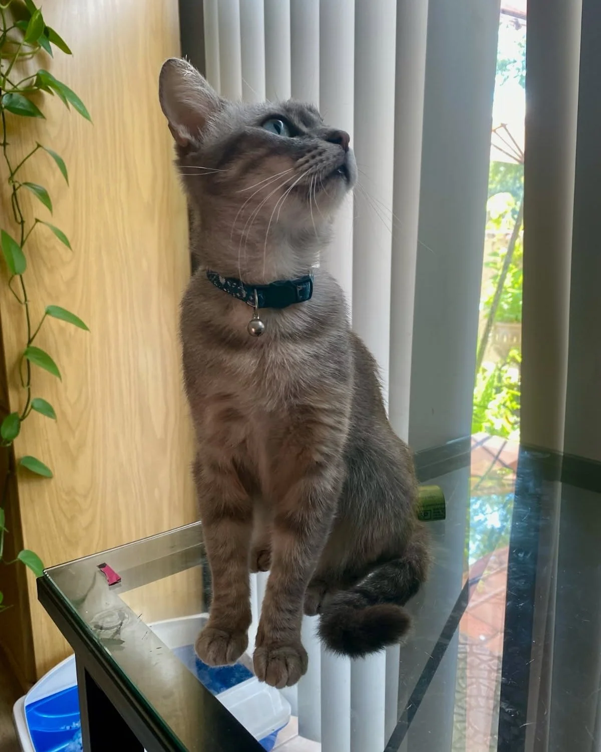 Hey world, it&rsquo;s me &mdash; Gigi, your newest queen of &ldquo;rags to riches.&rdquo; 👑🐾

Once upon a time, I was stuck in a not-so-great part of town (and trust me, it was not up to my standards). Thankfully, a kind human called in the pros at