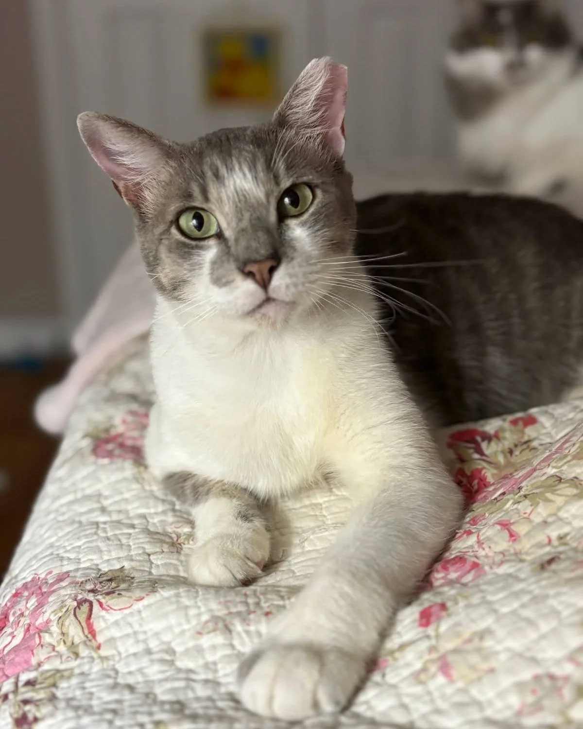 Hi friends, it&rsquo;s me &mdash; Jasper 🐾💙

I was just a scruffy little guy wandering the streets of Orlando, in pain and all alone. My jaw hurt so much from a bite that turned into an abscess, and I didn&rsquo;t know how much longer I could keep 