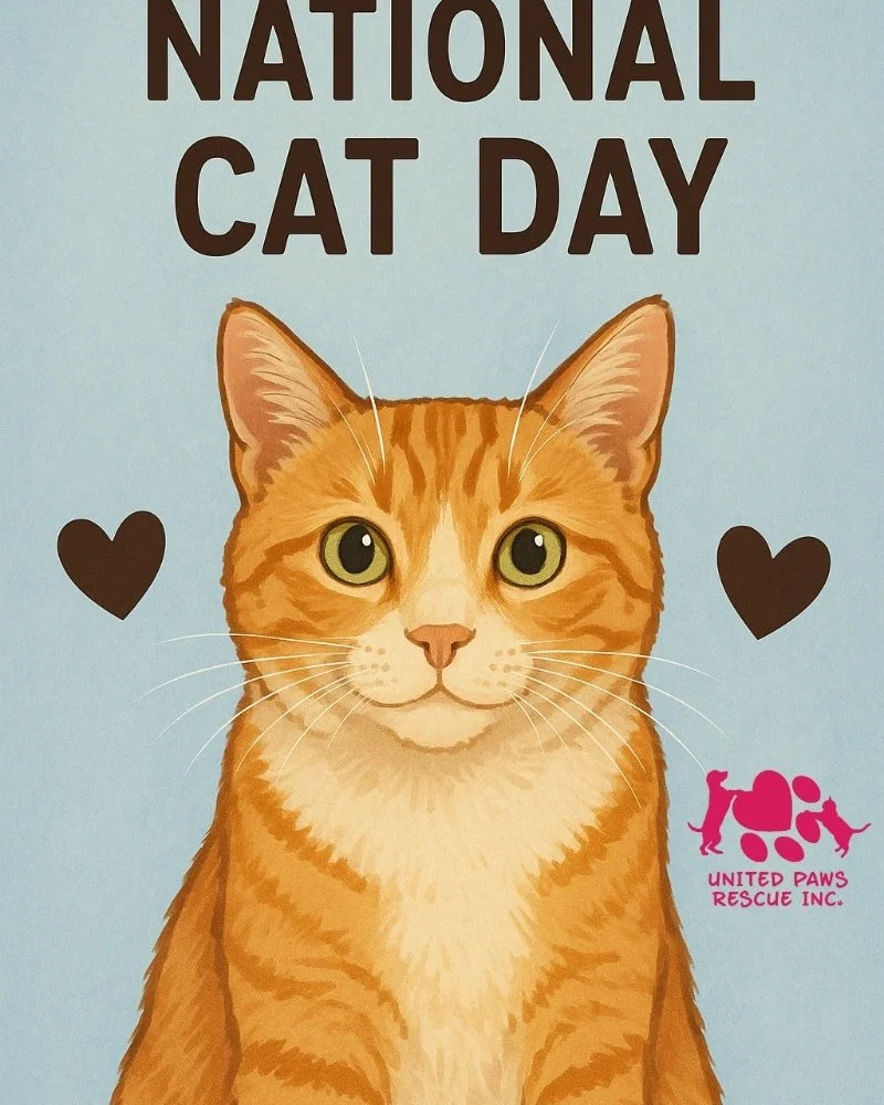 🐾 Happy National Cat Day! 🐾

Hi friends, it&rsquo;s us&mdash;the rescue cats! Today is our special day, and we just wanted to share a few purrs of gratitude. 🐱💖

Some of us came here scared, hungry, or unsure if anyone would ever love us again. B
