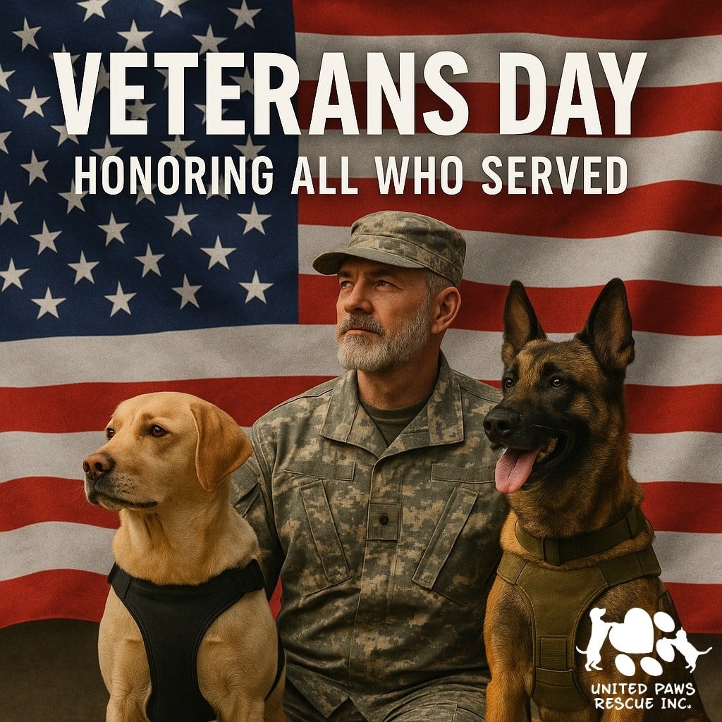 🇺🇸🐾 A Veterans Day Message From Your Rescue Pets 🐾🇺🇸

Hi humans! 👋
It&rsquo;s us &mdash; your furry friends here at the rescue.

Today, we want to pause our zoomies, tail wags, purrs, and snack requests to say something very important&hellip; 