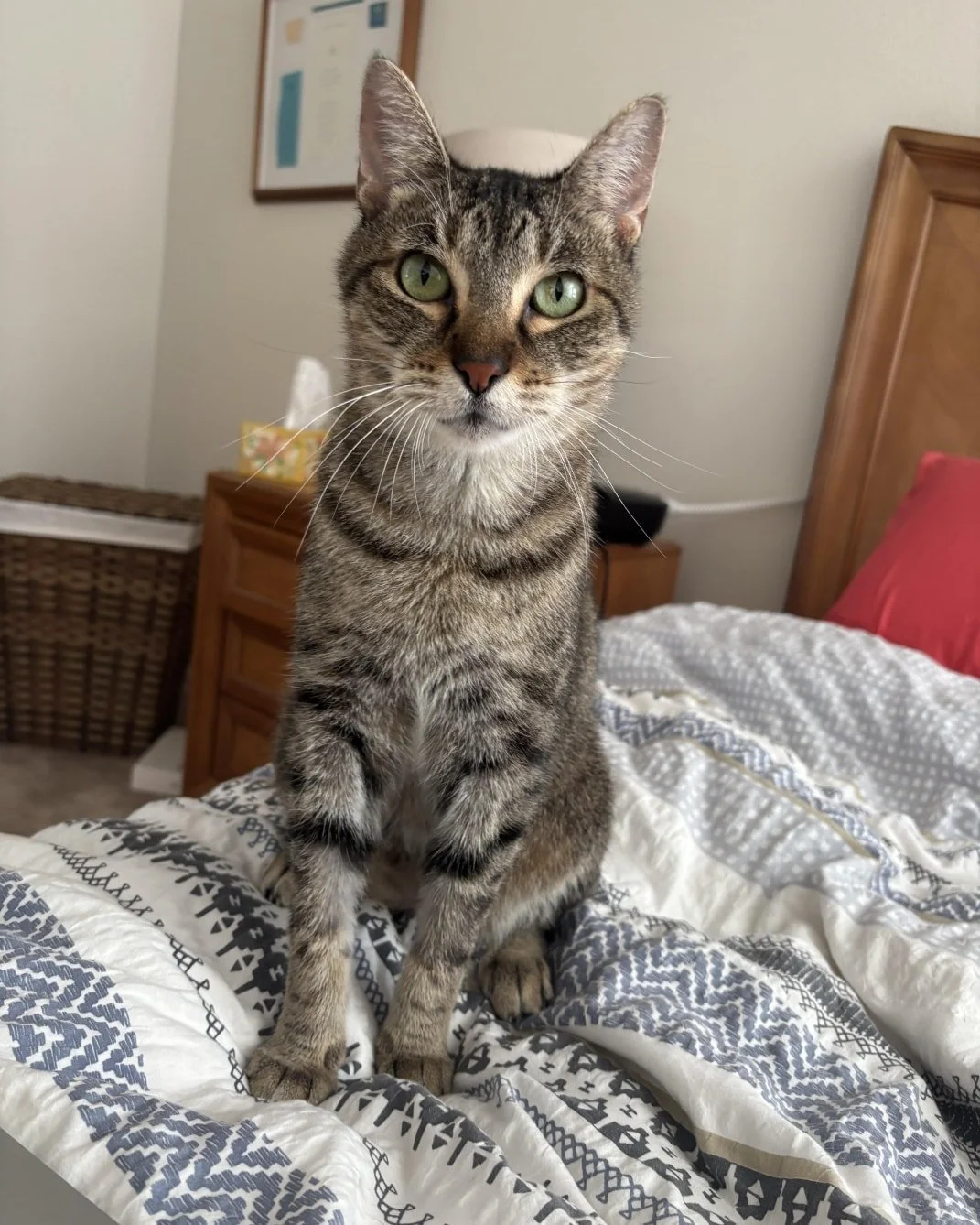 Hi! I&rsquo;m Thelma, and I&rsquo;m ready to find the human who will finally love me the way I&rsquo;ve always dreamed of being loved.

I&rsquo;m about 5 years old, and I haven&rsquo;t had an easy life. I was adopted as a kitten, but the people who w
