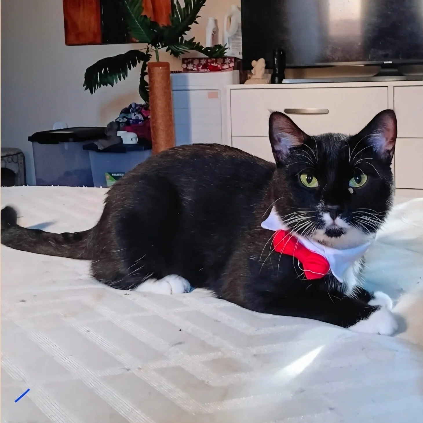 🐾 Orlando&rsquo;s Happy Ever After 🐾

Hi everyone, Orlando here&hellip;
I&rsquo;m a 2-year-old kitty, and my journey started in a hoarding situation where life was pretty overwhelming and scary for me and my siblings. Thankfully, Orange County Anim