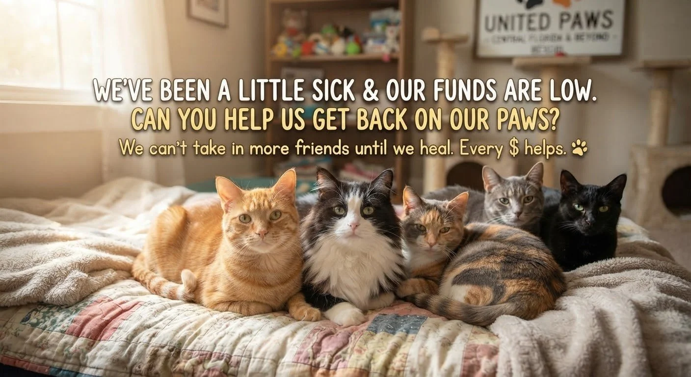 Hi everyone, it&rsquo;s us&mdash;the crew of rescue cats currently safe, loved, and waiting for our next chapter!

To be completely honest with you all, things have been a little tough behind the scenes lately. Between a few recent medical emergencie