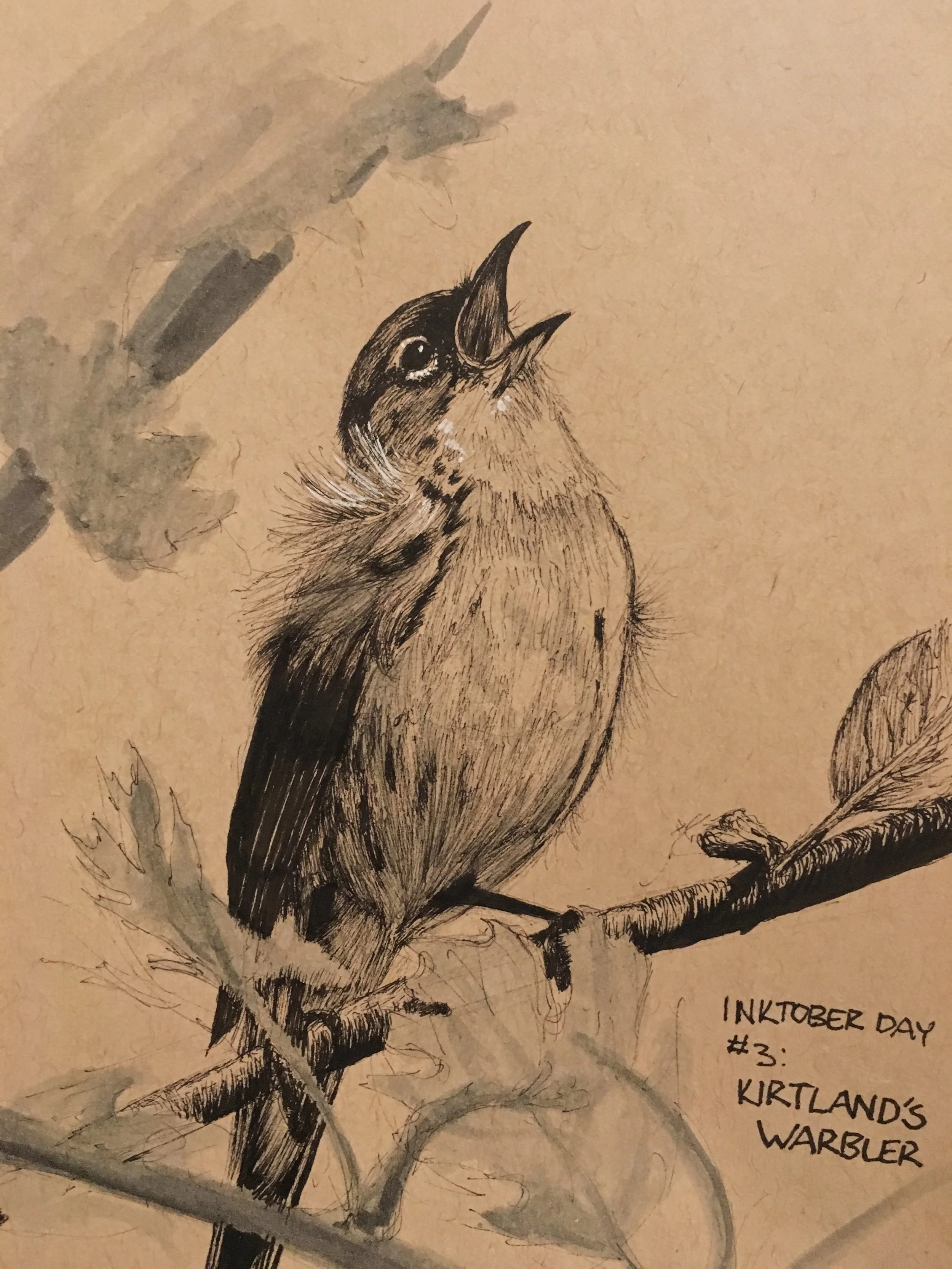 Inktober: Kirtland’s Warbler 2018. Ink.