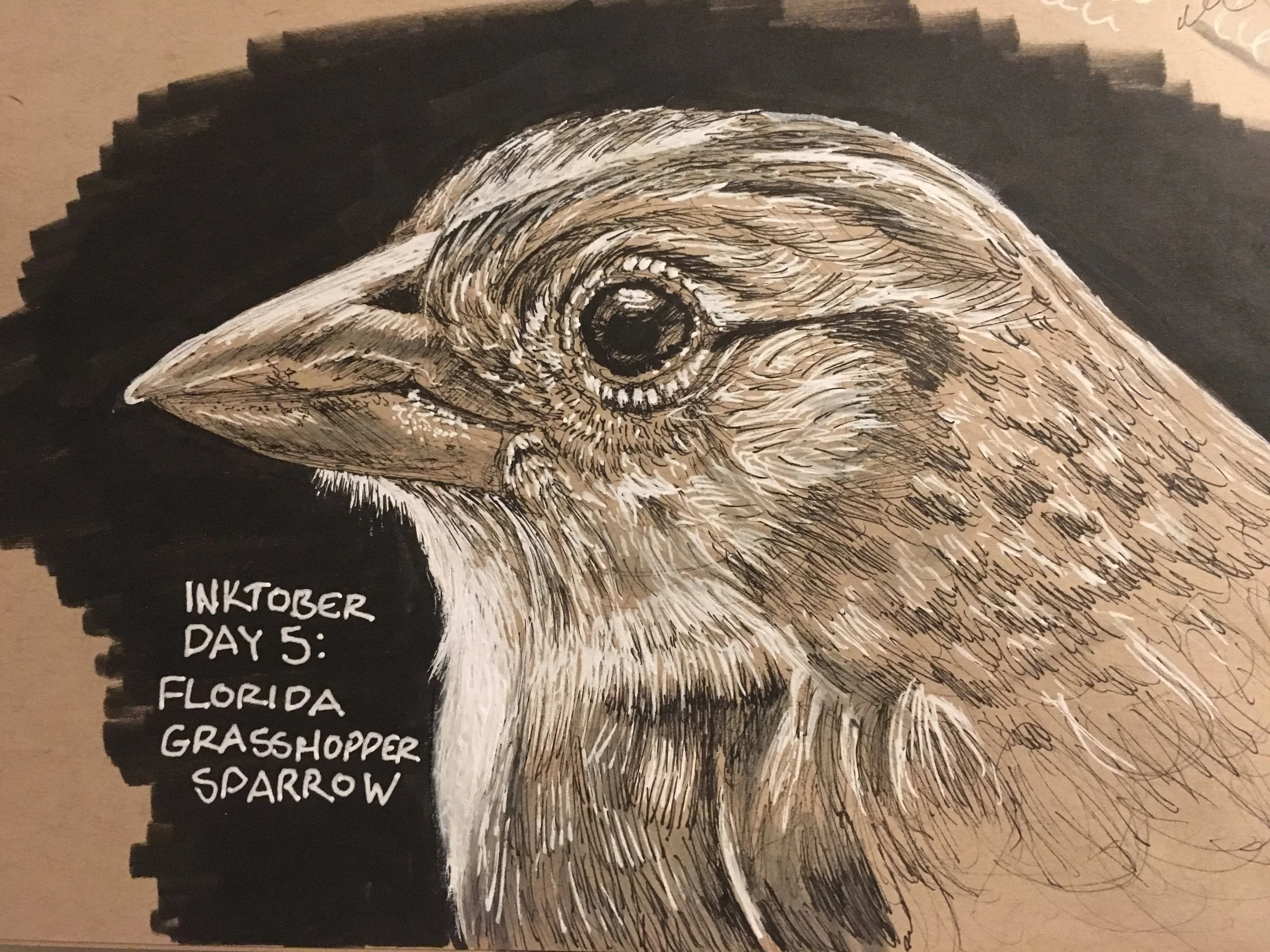 Inktober: Florida Grasshopper Sparrow, 2018. Ink.