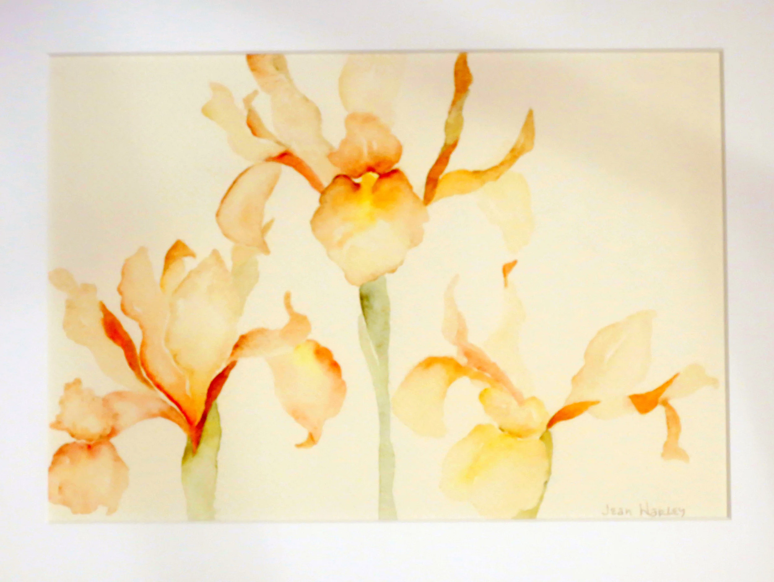 Three Irises 13 x 9