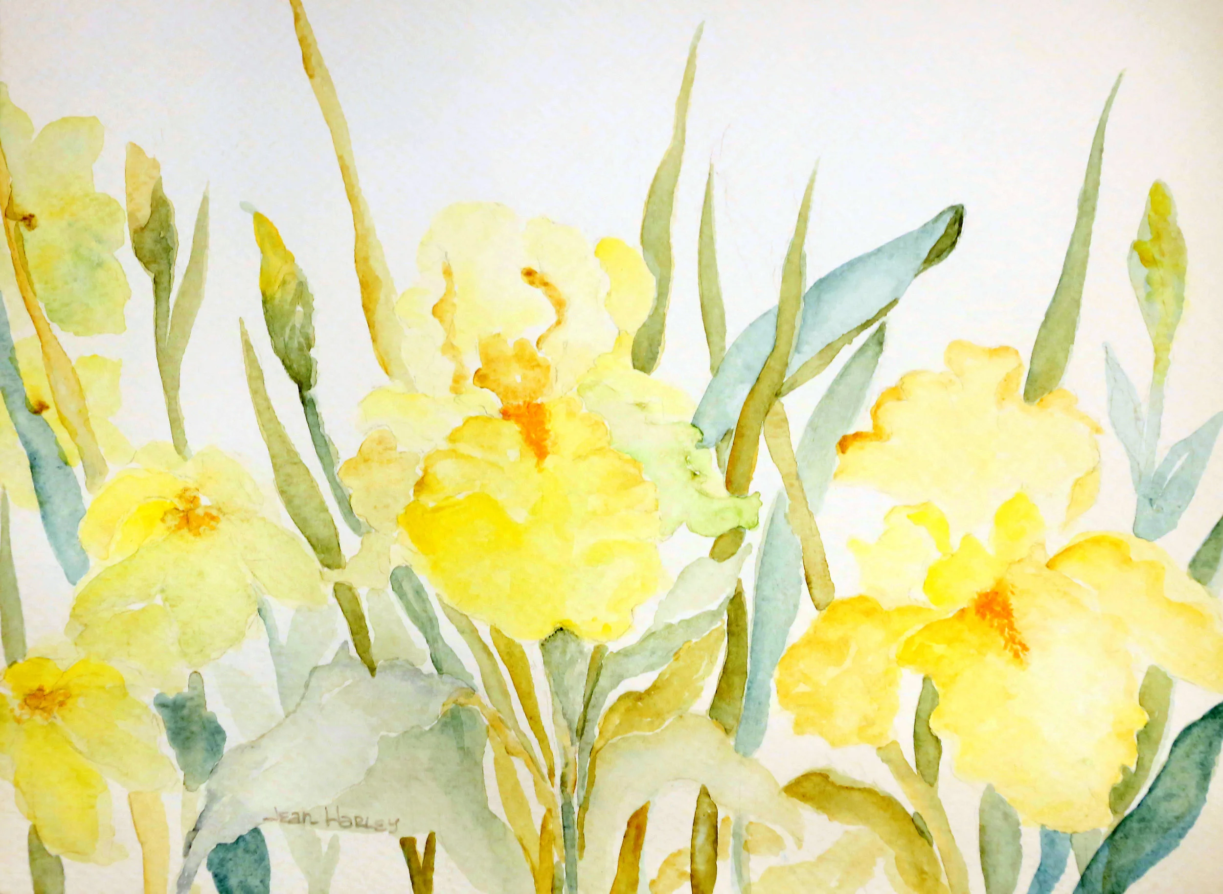 Yellow Irises  12 x 9