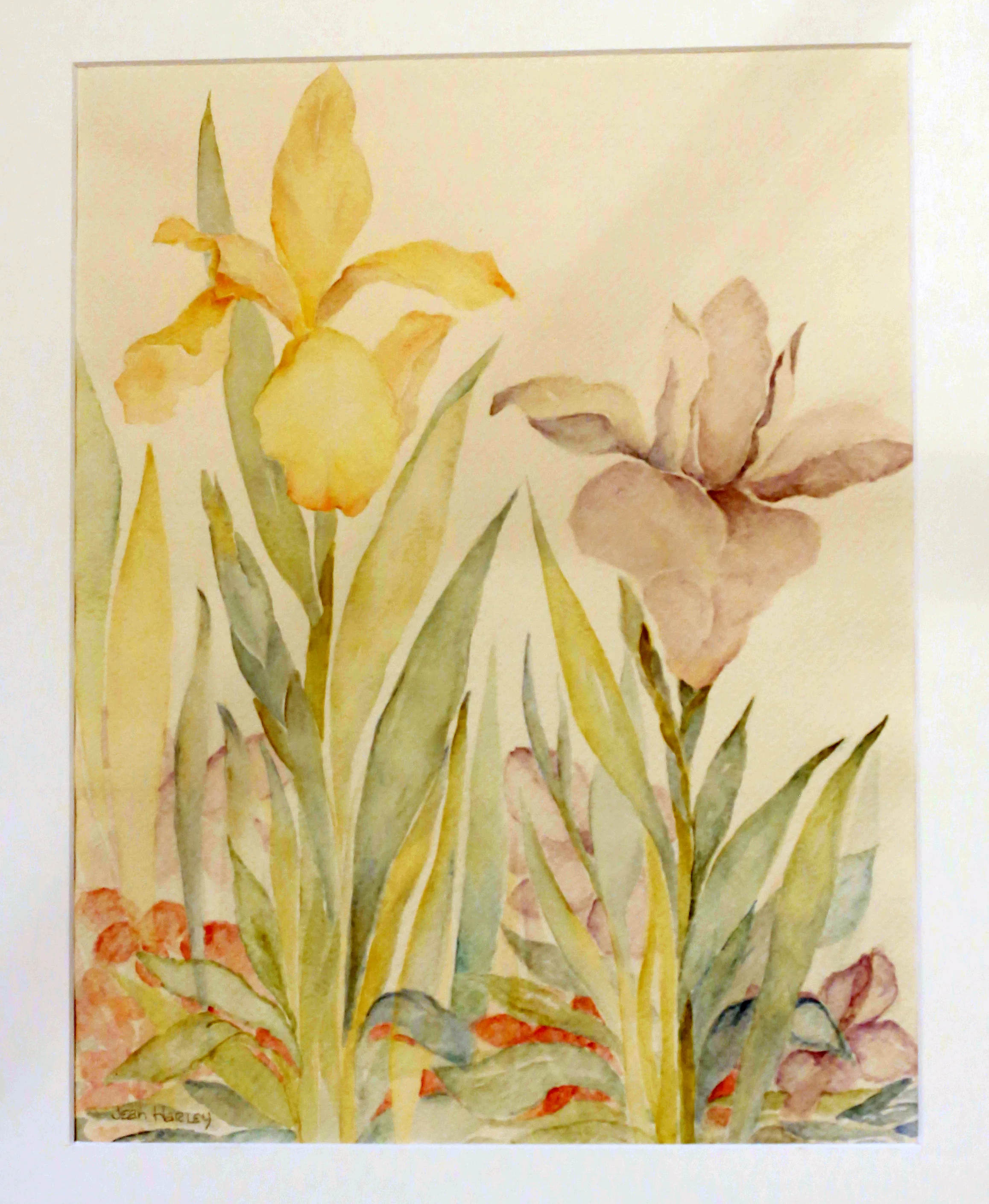 Irises In Flower Bed  11.75 x 15