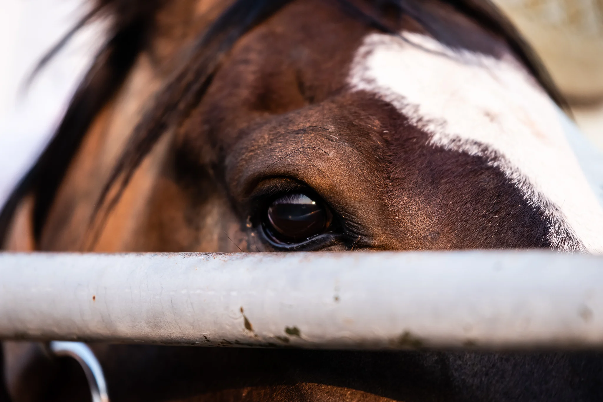 Rodeo 2018_August 02, 2018_0008.jpg
