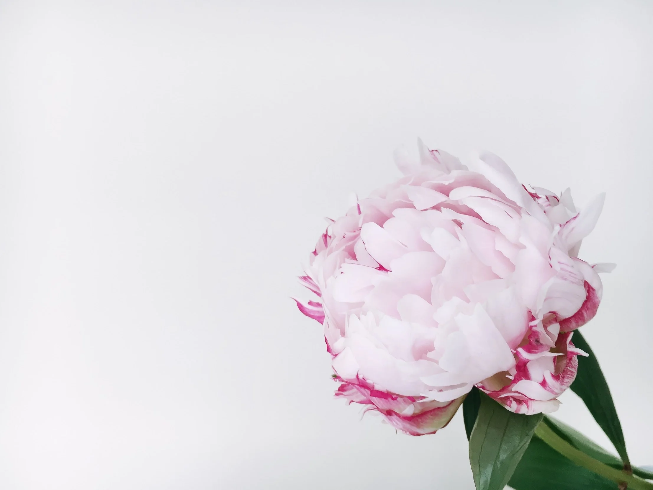Wall- Flower Farm Design: Homepage