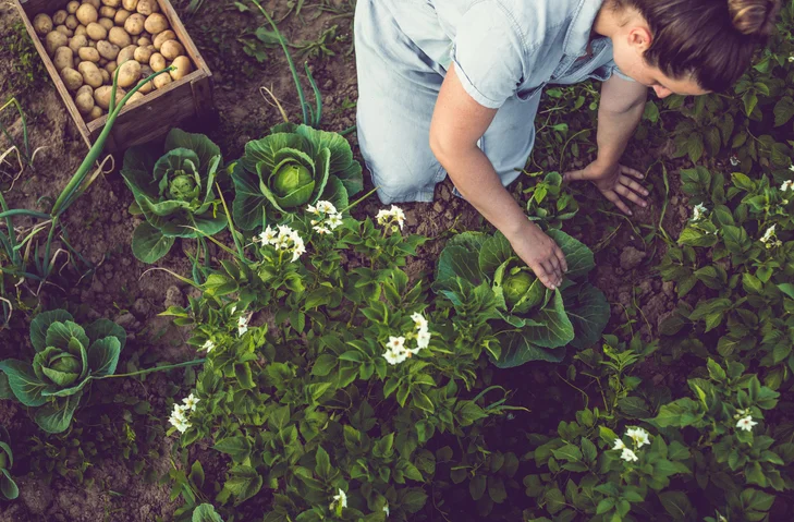 Let Food Be Thy Medicine