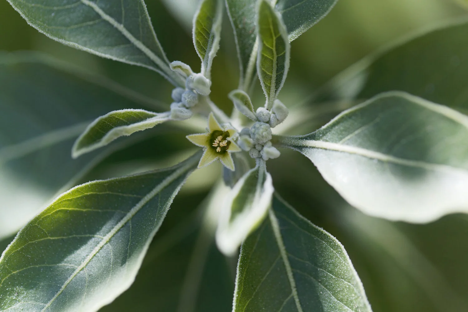 Restore Your Stressed Gut With These Powerful Herbs