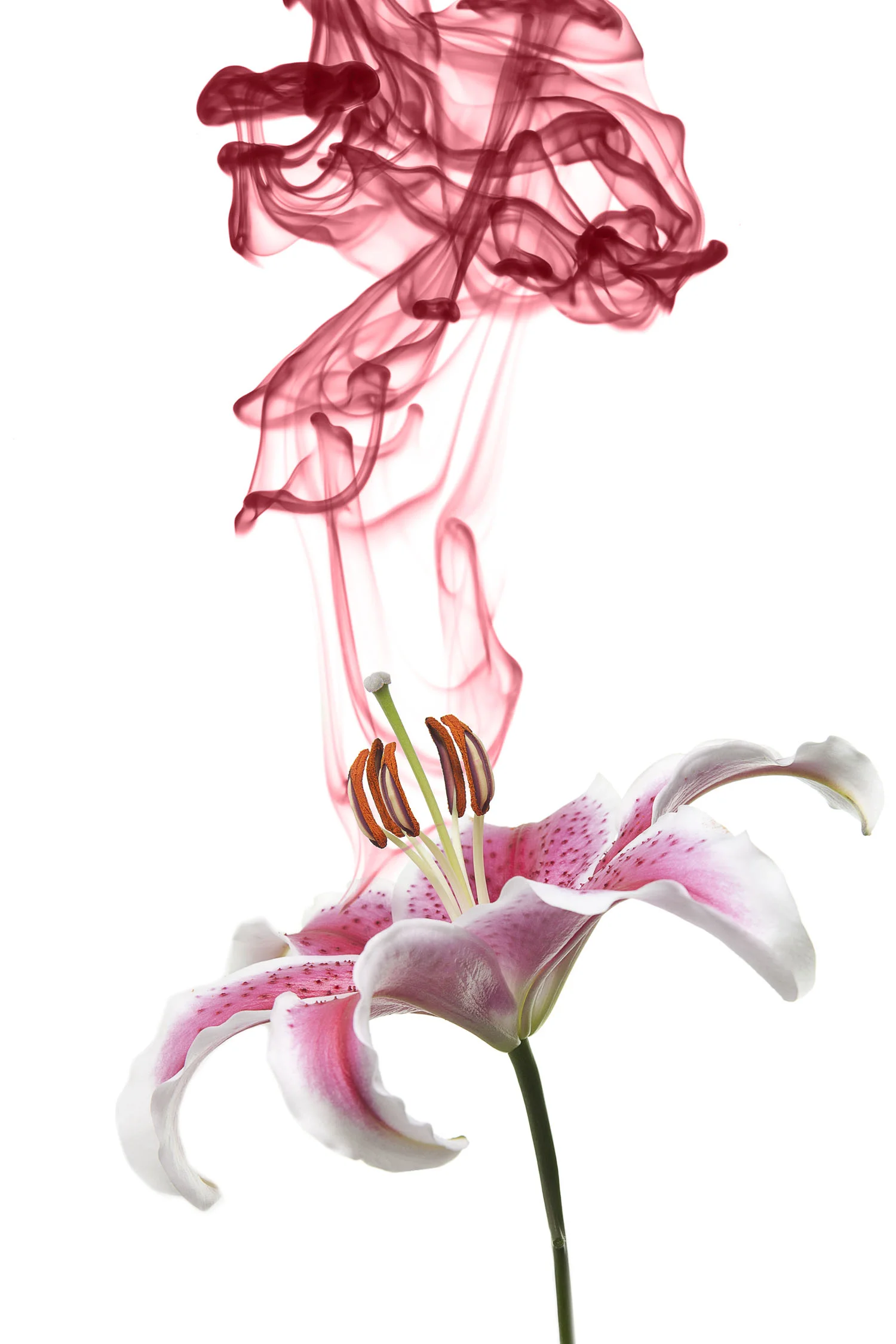 2013_enright_essence_017_final.jpg