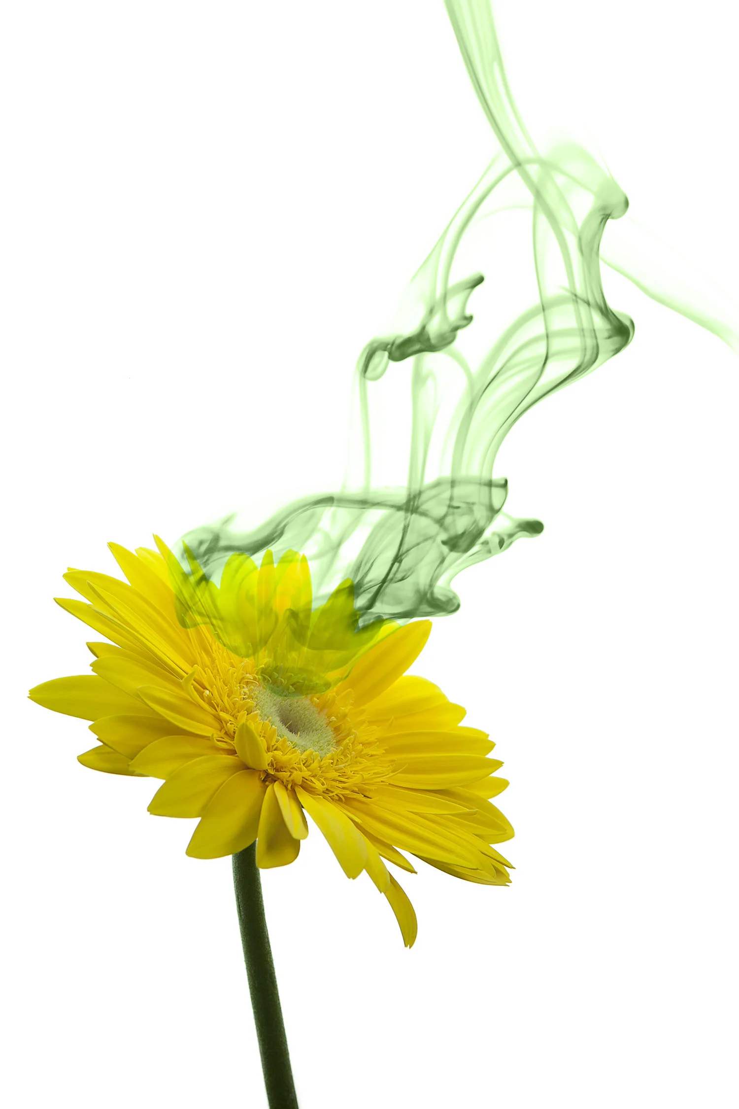 2013_enright_essence_014_d_final.jpg