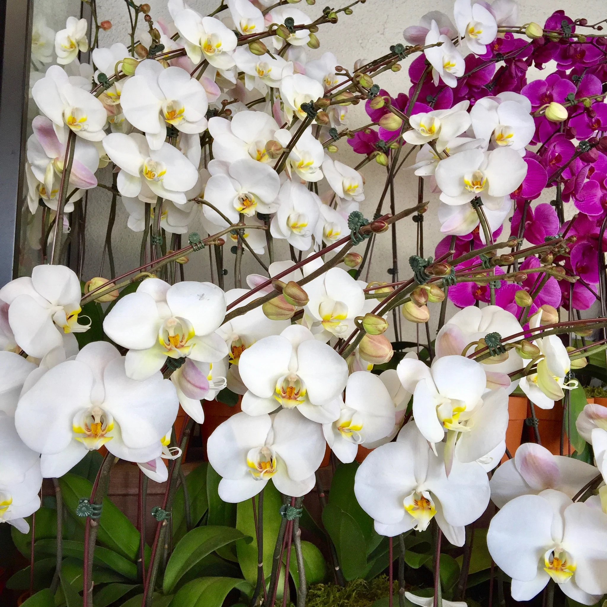 flower-power-2.jpg