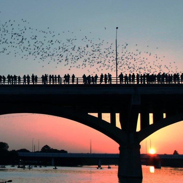 Bats at S. Congress Bridge