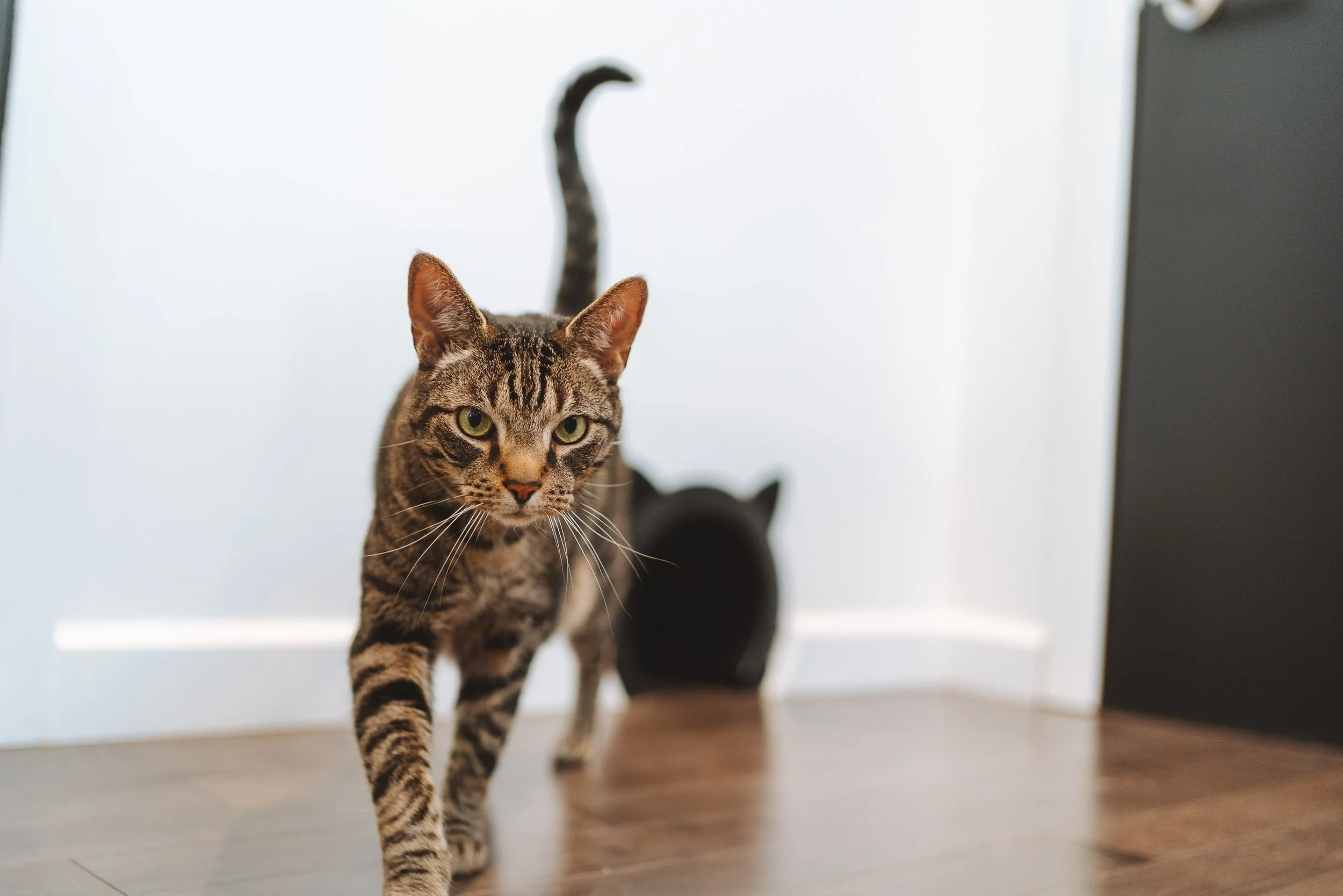 Un chat tacheté marchant vers l'objectif, fond flou, intérieur moderne.
