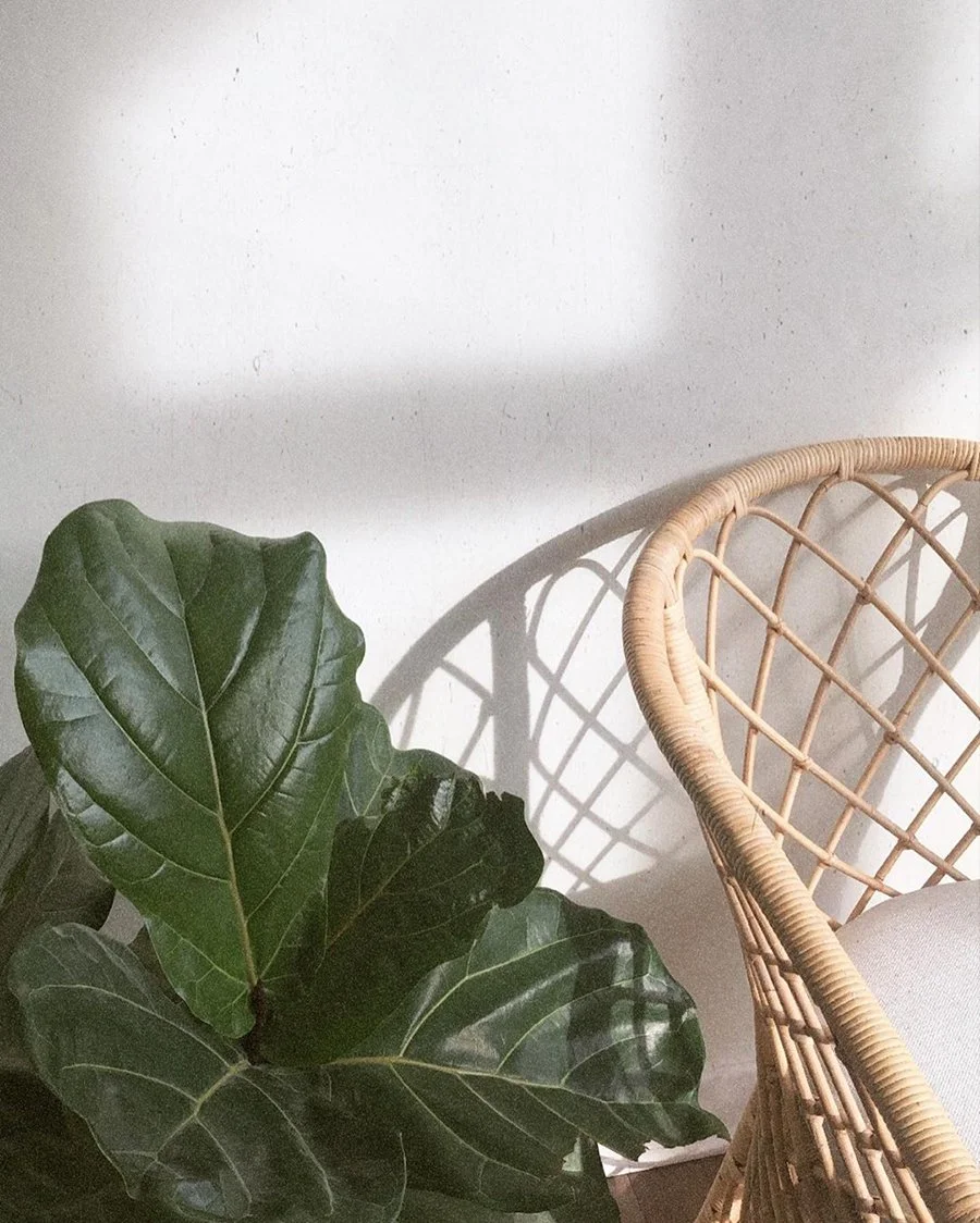 Une plante verte à grandes feuilles épaisses à côté d'une chaise en osier dans une pièce lumineuse.