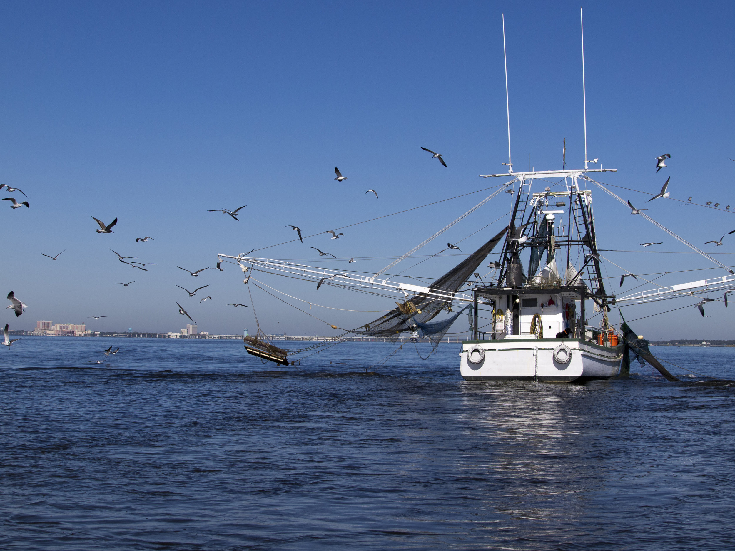 Shrimping