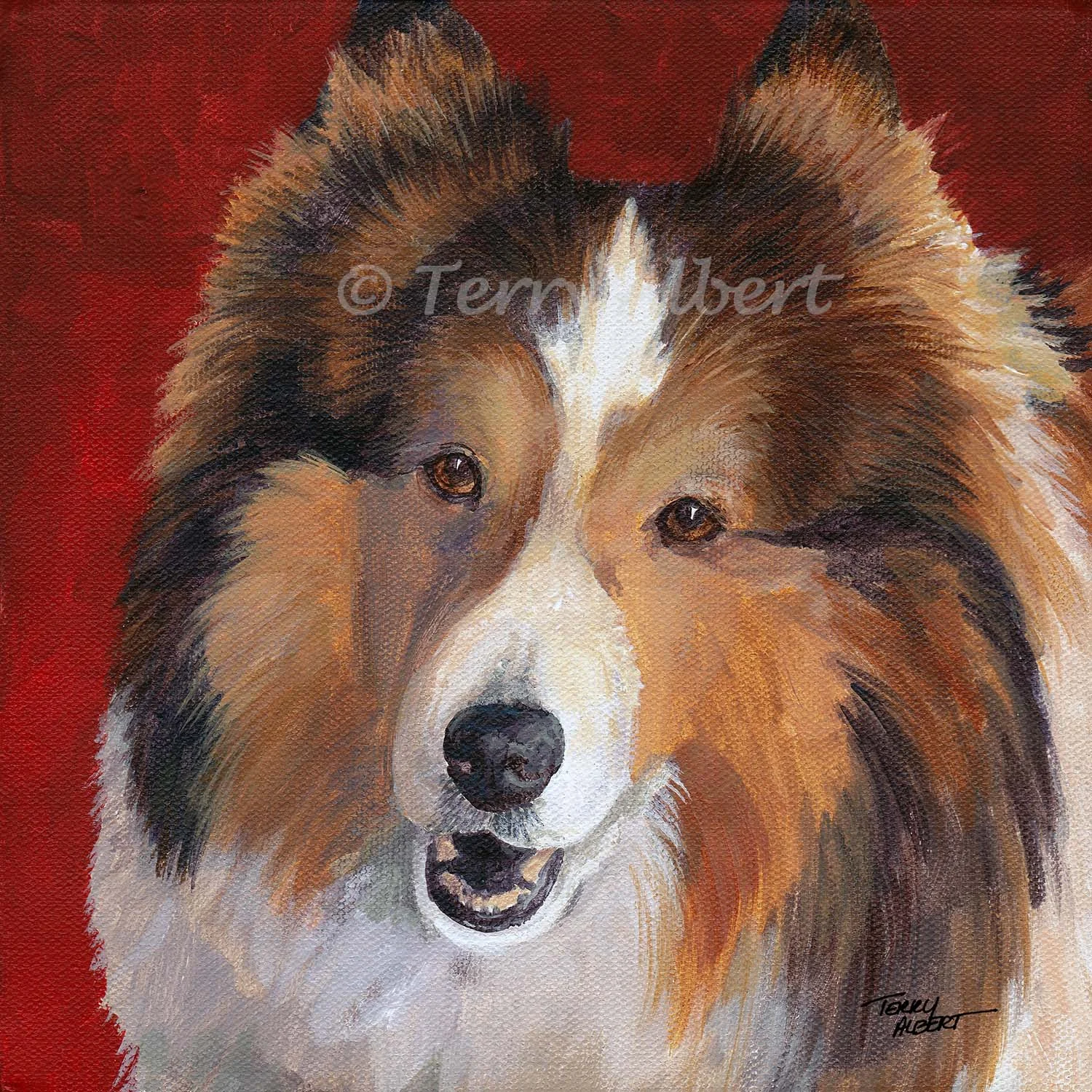 Rolex, shetland sheepdog