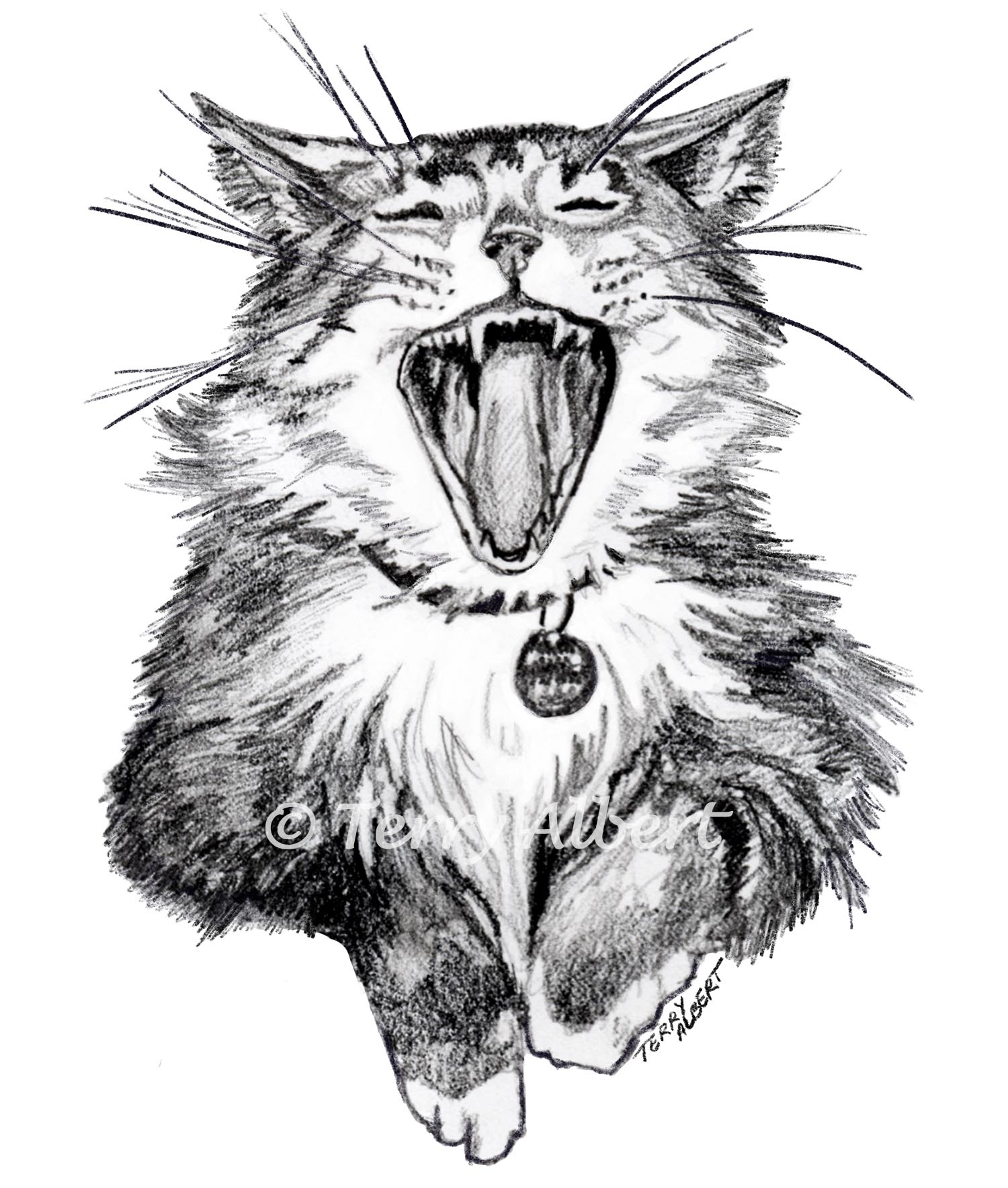 Moonshine, Maine Coon