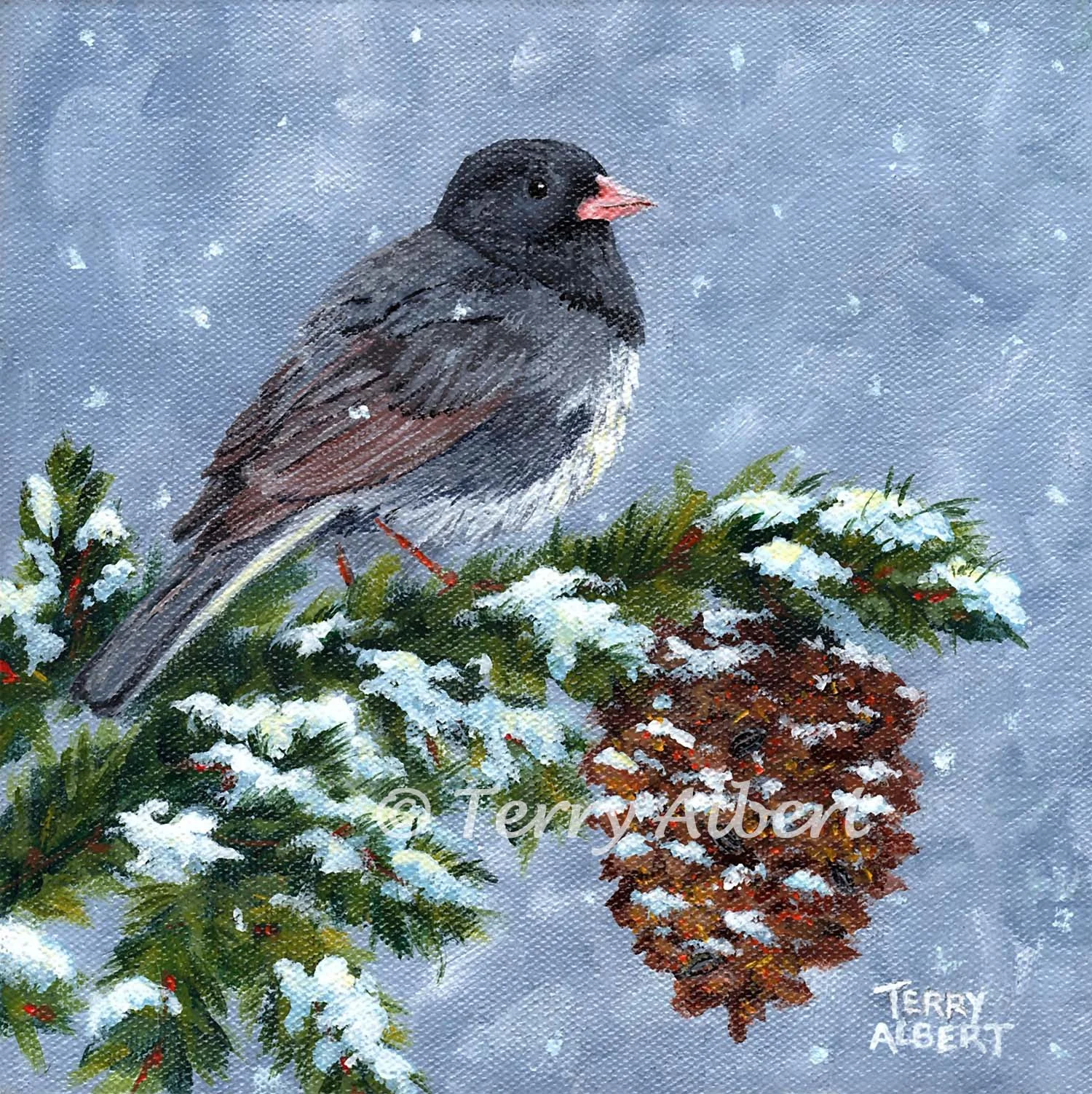 Junco