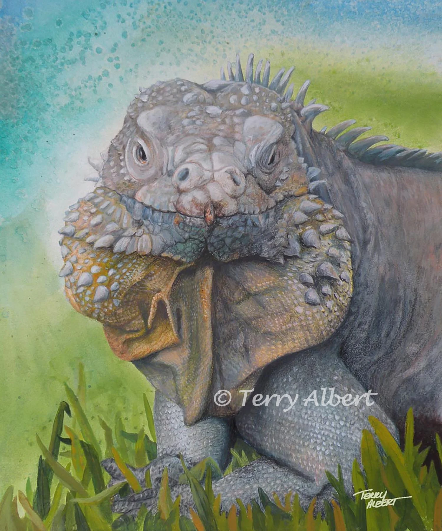 Blue Iguana from the Cayman Islands