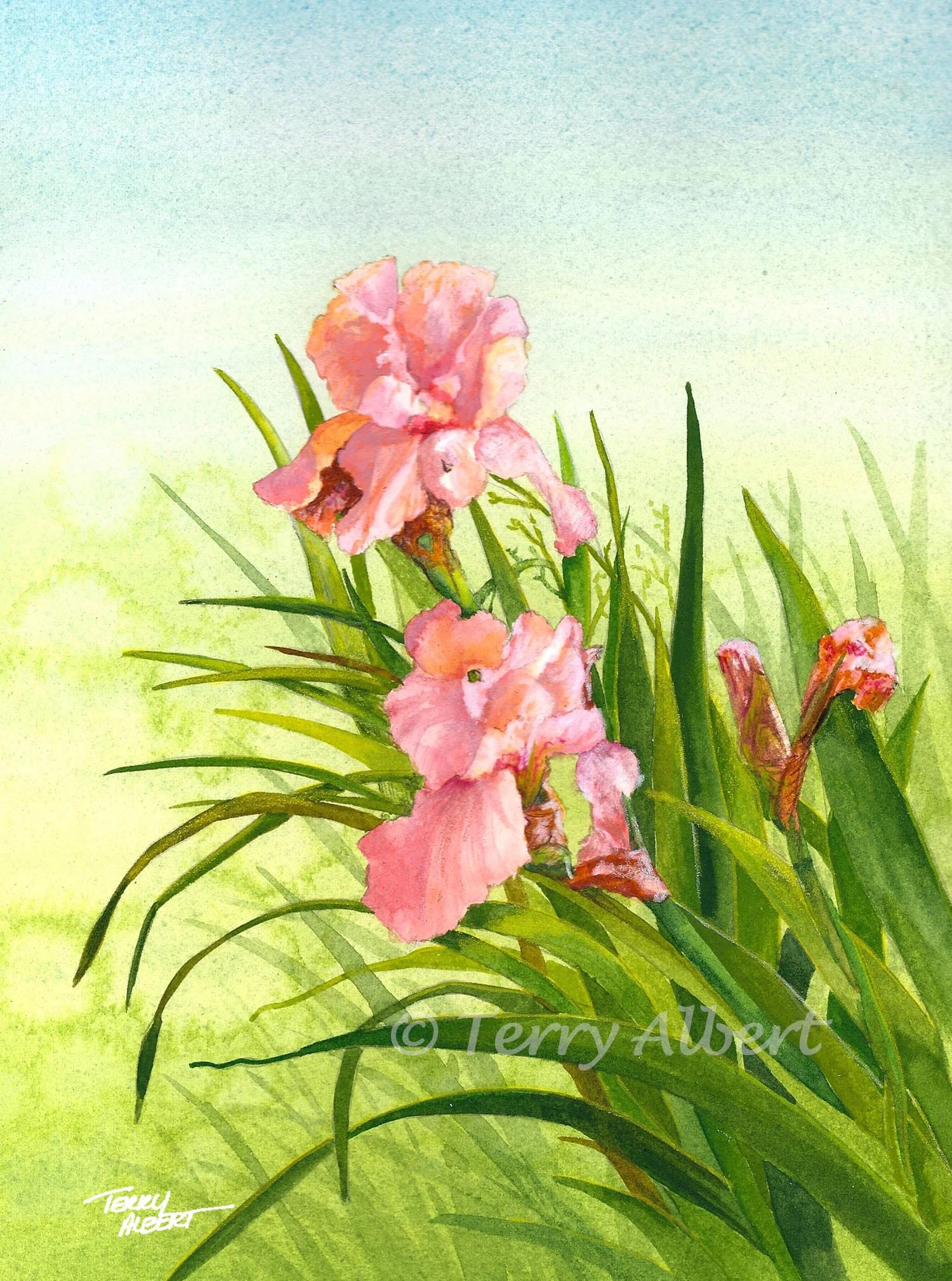 Bearded iris