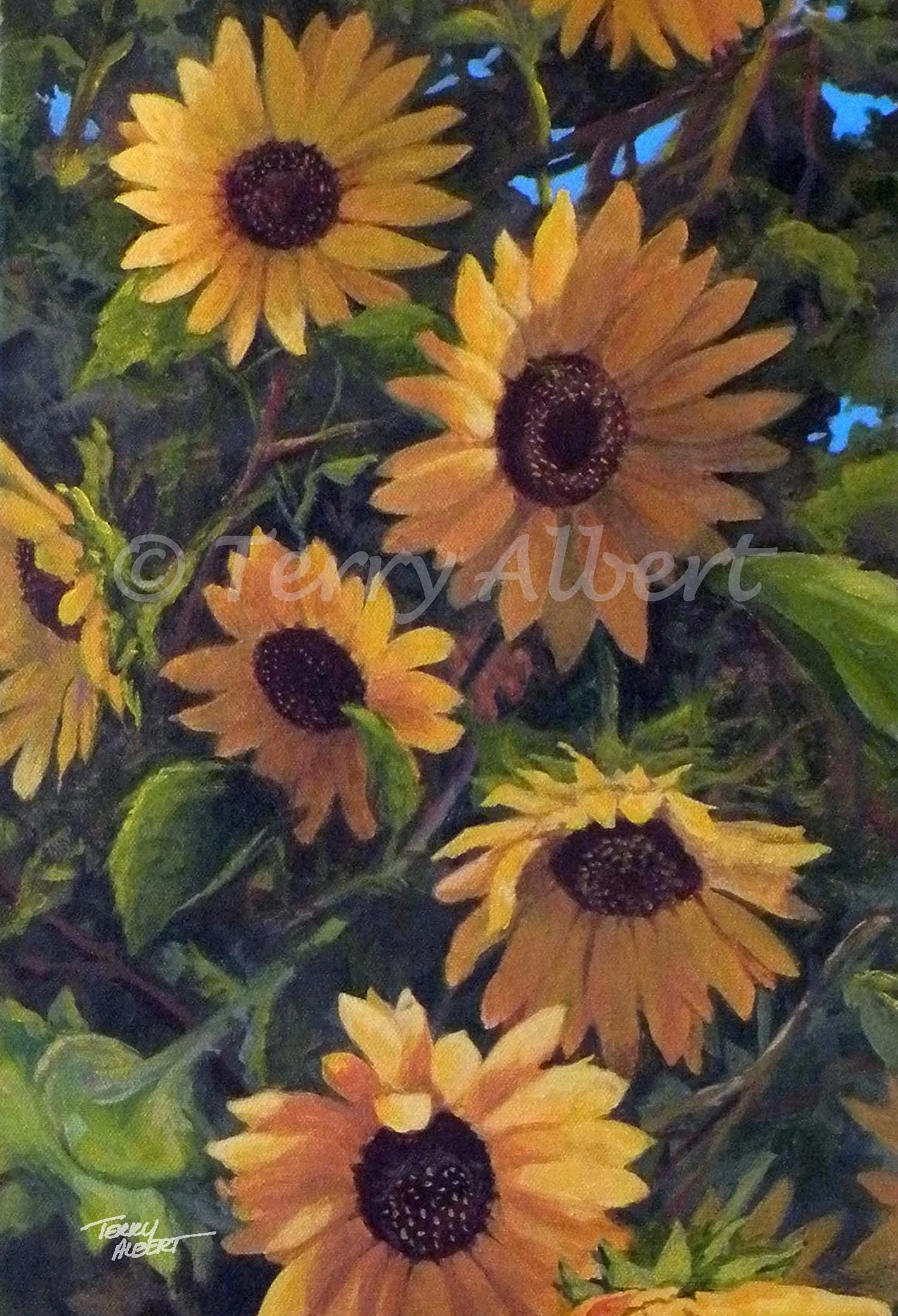 Kansas sunflowers