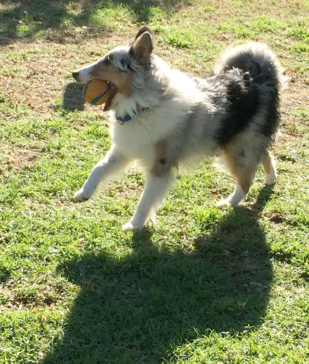Pepper the sheltie is the newest member of the family. A joyous little dog who I adopted from Southland Sheltie Rescue.