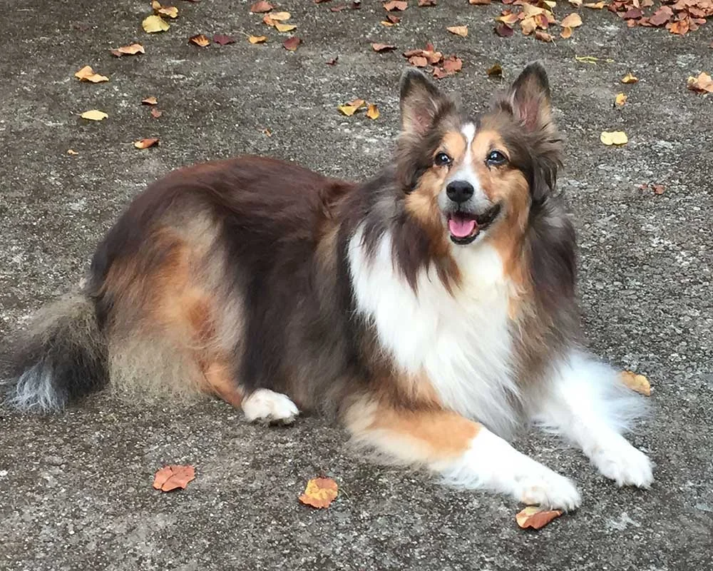 Willa, a sheltie; photo I worked from