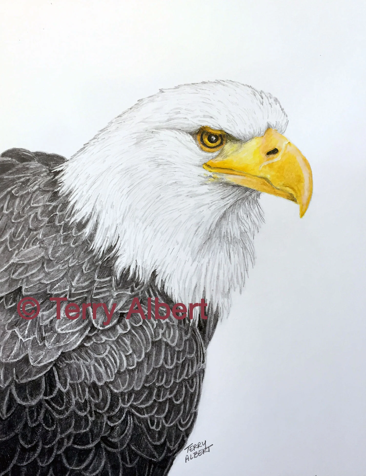 Bald Eagle