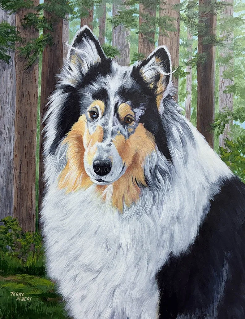 Collie