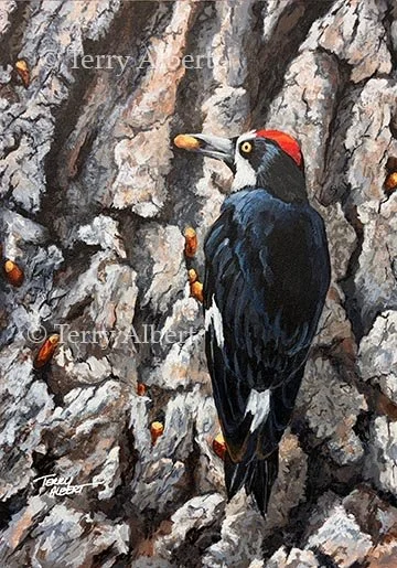 Acorn Woodpecker
