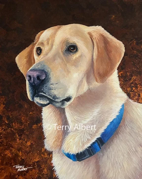 Iona, Labrador Retriever