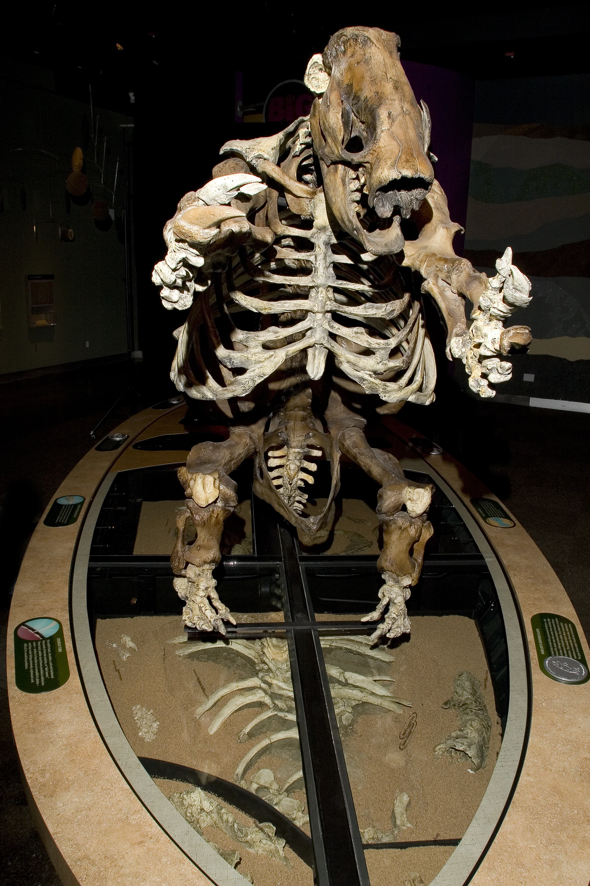 sloth3.jpg
