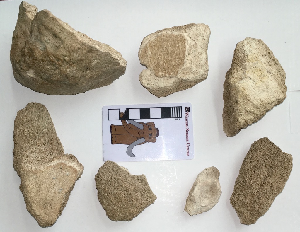 Fossil Friday - seven bone fragments that built a museum — Western Science  Center