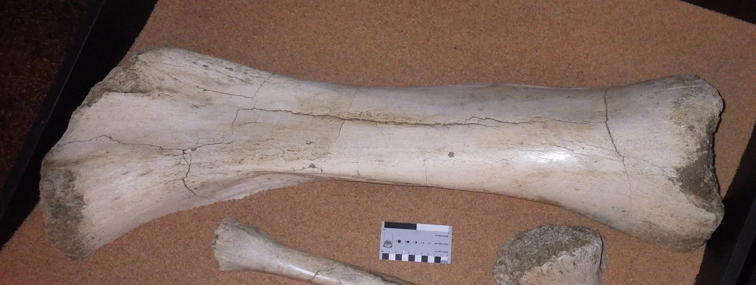 Fossil Friday - Xena the Mammoth's femur — Western Science