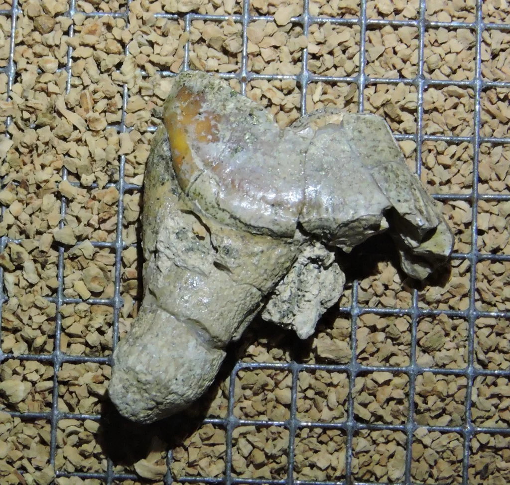 Fossil Friday - dire wolf tooth