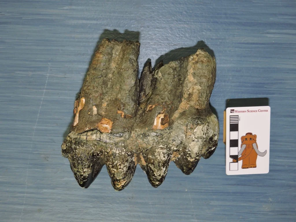 Mastodons of Unusual Size - LSU