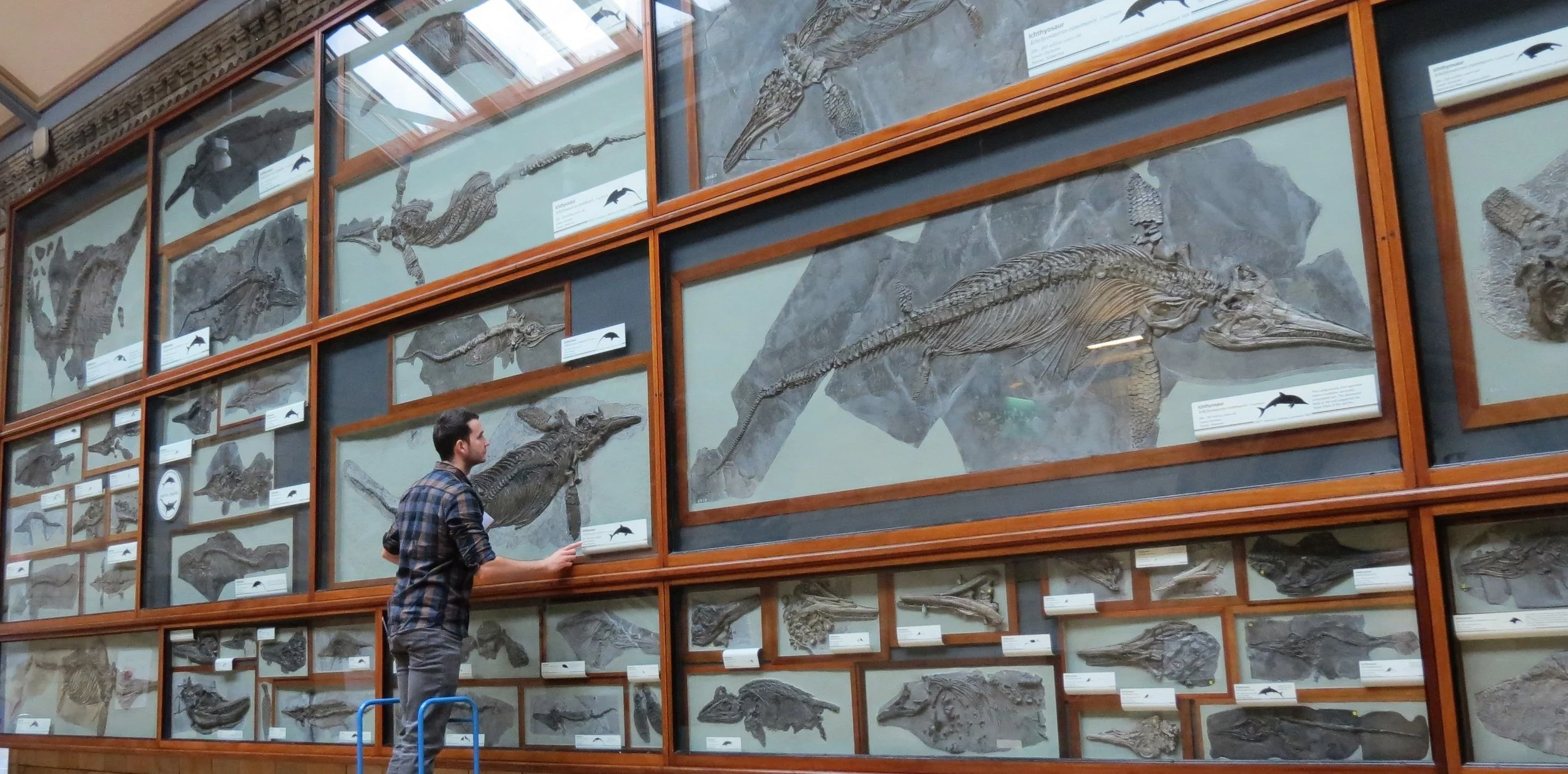 Fossil Friday Chats: Exceptional Fossils and the Stories They Tell
