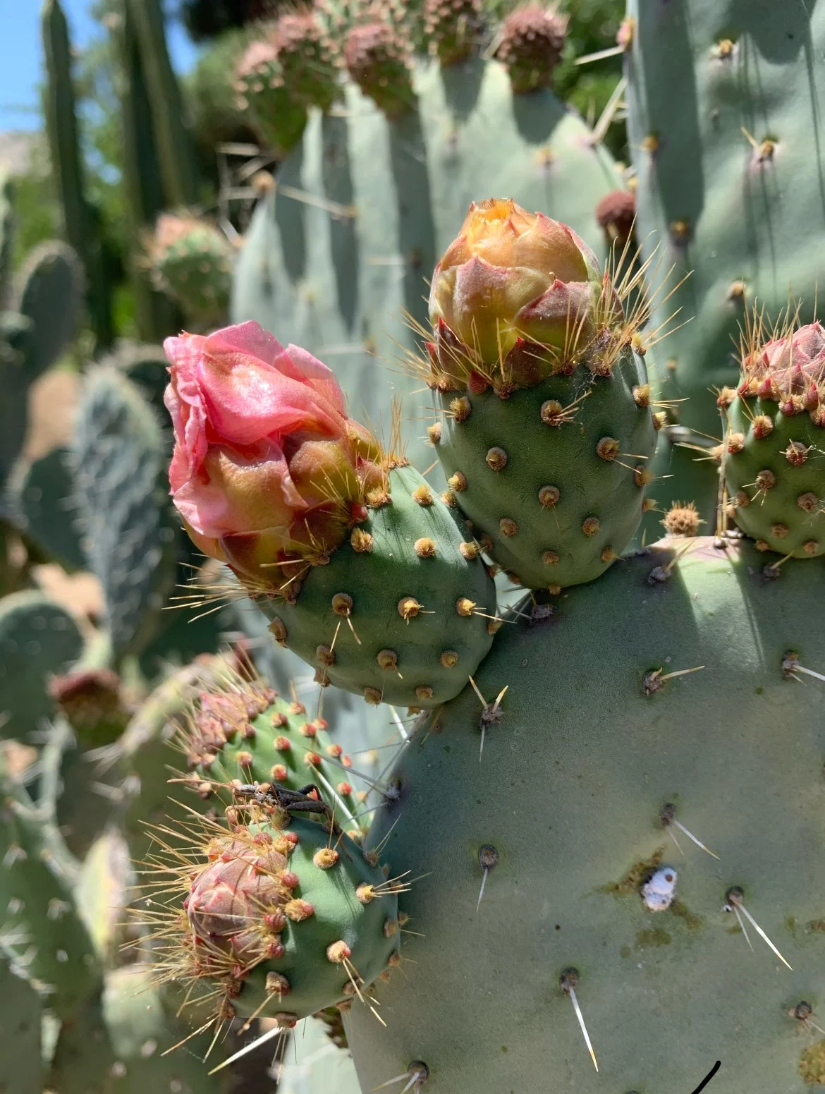 60 Minute Science: Staining Alive
