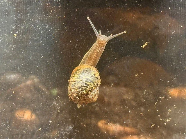 60 Minute Science: A Snail's Pace
