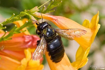 60 Minute Science: Wild Bee Wonders