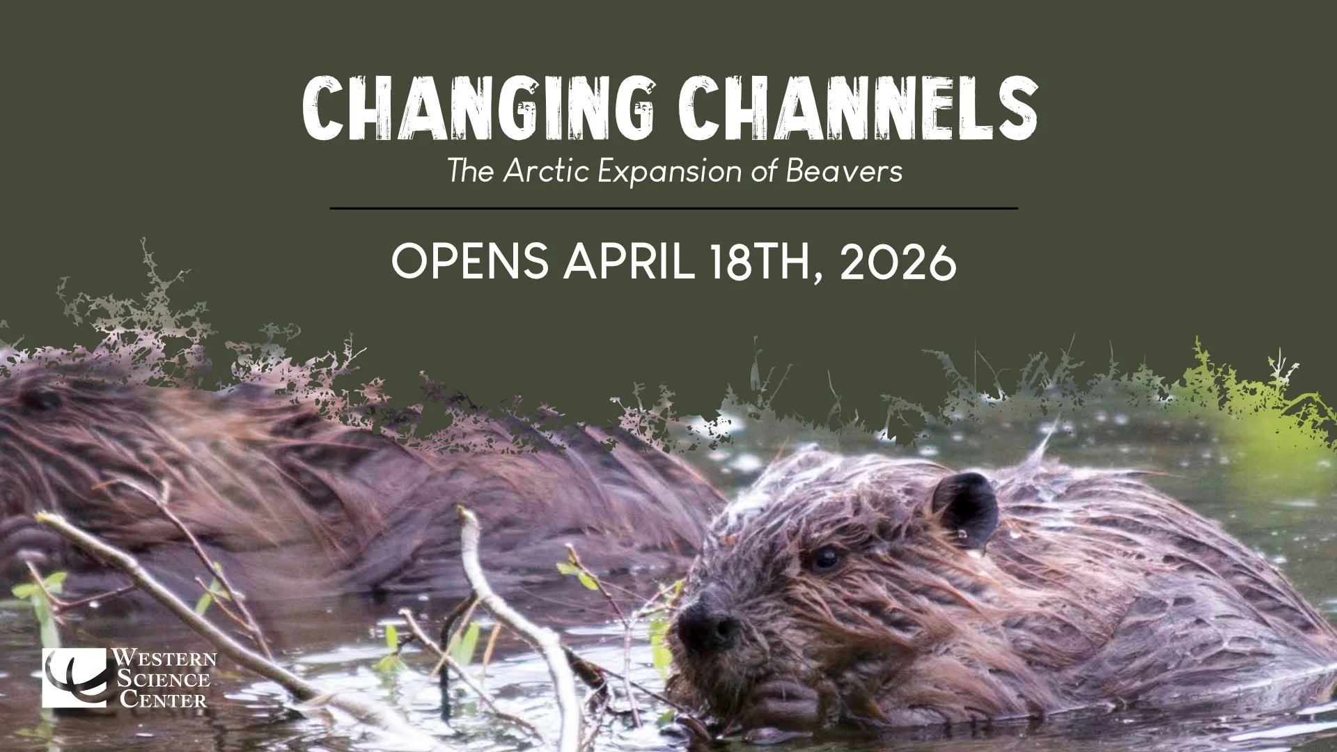 Opening of Changing Channels: The Arctic Expansion of Beavers